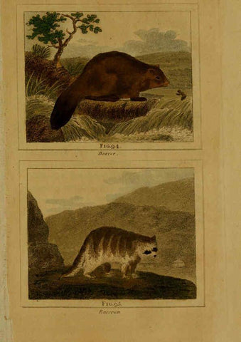 Reproducción/Reproduction 6306331292: Buffon's Natural history. v.6. London:Printed for the Proprietor, and sold by H. D. Symonds,1797-1807
