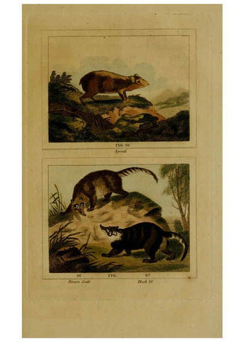 Reproducción/Reproduction 6306331562: Buffon's Natural history. v.6. London:Printed for the Proprietor, and sold by H. D. Symonds,1797-1807