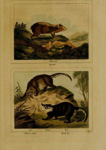 Reproducción/Reproduction 6306331562: Buffon's Natural history. v.6. London:Printed for the Proprietor, and sold by H. D. Symonds,1797-1807