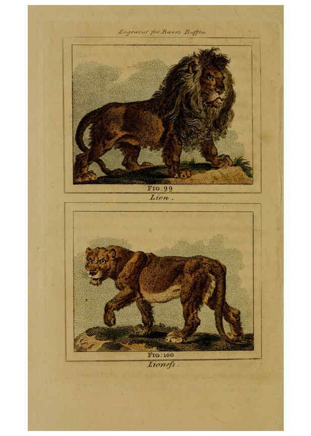 Reproducción/Reproduction 6305808067: Buffon's Natural history. v.6. London:Printed for the Proprietor, and sold by H. D. Symonds,1797-1807