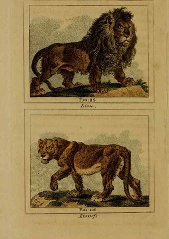 Reproducción/Reproduction 6305808067: Buffon's Natural history. v.6. London:Printed for the Proprietor, and sold by H. D. Symonds,1797-1807