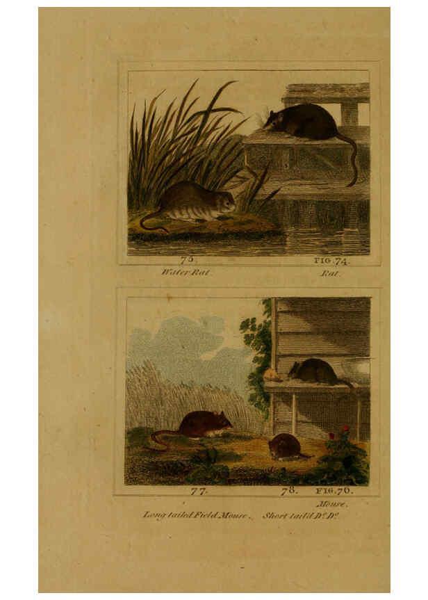 Reproducción/Reproduction 6305806031: Buffon's Natural history. v.6. London:Printed for the Proprietor, and sold by H. D. Symonds,1797-1807