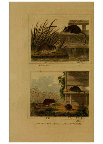Reproducción/Reproduction 6305806031: Buffon's Natural history. v.6. London:Printed for the Proprietor, and sold by H. D. Symonds,1797-1807