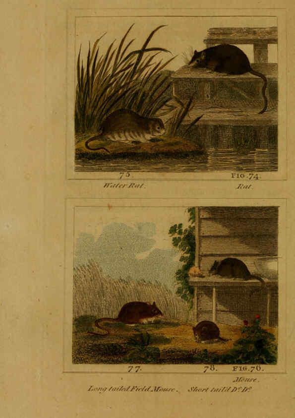 Reproducción/Reproduction 6305806031: Buffon's Natural history. v.6. London:Printed for the Proprietor, and sold by H. D. Symonds,1797-1807