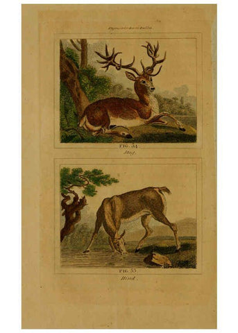 Reproducción/Reproduction 6305803703: Buffon's Natural history. v.6. London:Printed for the Proprietor, and sold by H. D. Symonds,1797-1807