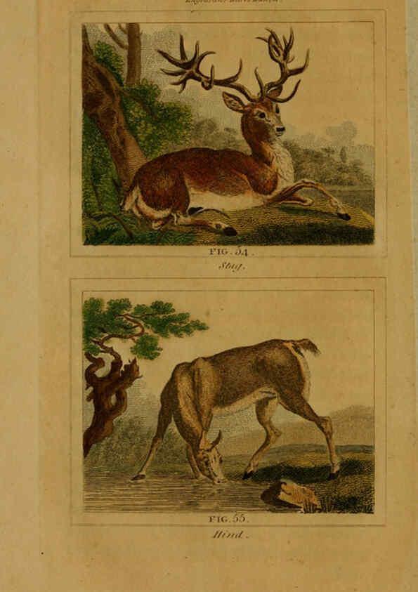 Reproducción/Reproduction 6305803703: Buffon's Natural history. v.6. London:Printed for the Proprietor, and sold by H. D. Symonds,1797-1807