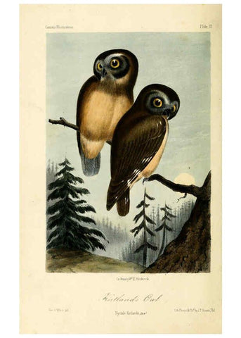 Reproducción/Reproduction 6306008029: Illustrations of the birds of California, Texas, Oregon, British and Russian America Philadelphia: :J.B. Lippincott & Co.,1862