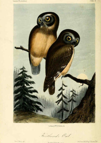 Reproducción/Reproduction 6306008029: Illustrations of the birds of California, Texas, Oregon, British and Russian America Philadelphia: :J.B. Lippincott & Co.,1862