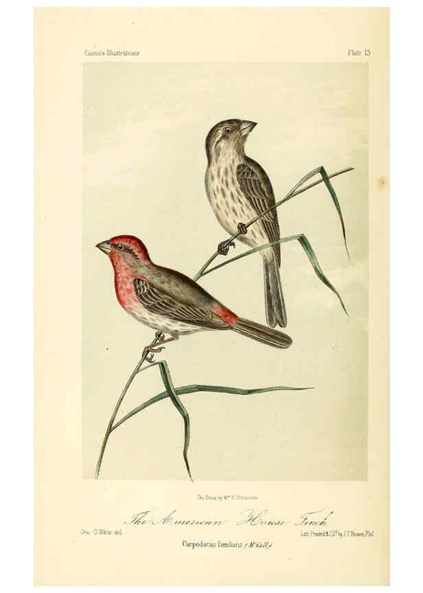 Reproducción/Reproduction 6306532410: Illustrations of the birds of California, Texas, Oregon, British and Russian America Philadelphia: :J.B. Lippincott & Co.,1862