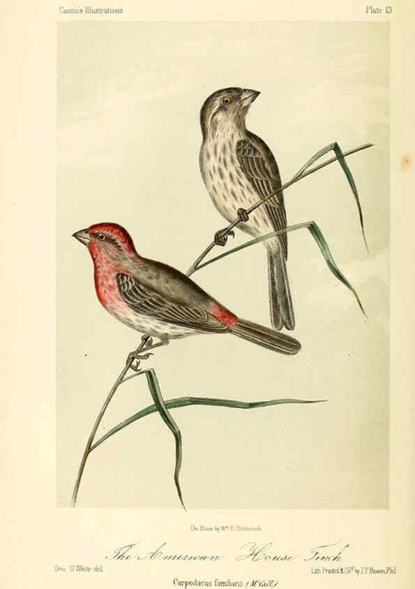 Reproducción/Reproduction 6306532410: Illustrations of the birds of California, Texas, Oregon, British and Russian America Philadelphia: :J.B. Lippincott & Co.,1862