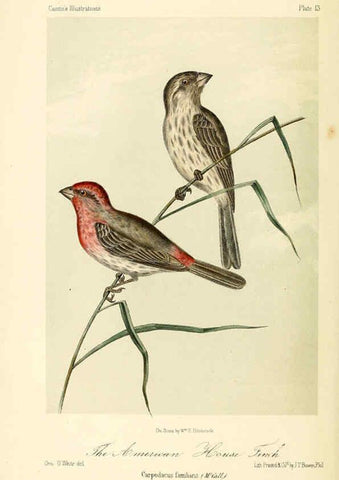 Reproducción/Reproduction 6306532410: Illustrations of the birds of California, Texas, Oregon, British and Russian America Philadelphia: :J.B. Lippincott & Co.,1862