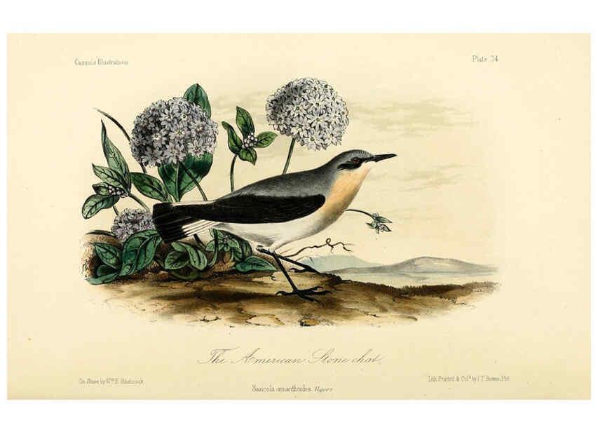 Reproducción/Reproduction 6306538770: Illustrations of the birds of California, Texas, Oregon, British and Russian America Philadelphia: :J.B. Lippincott & Co.,1862