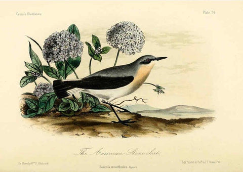 Reproducción/Reproduction 6306538770: Illustrations of the birds of California, Texas, Oregon, British and Russian America Philadelphia: :J.B. Lippincott & Co.,1862