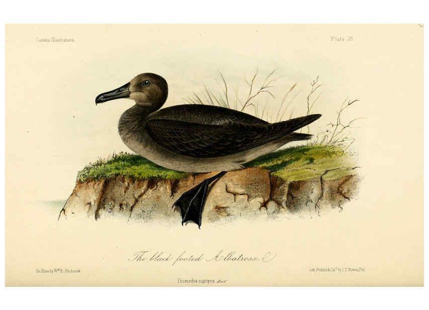 Reproducción/Reproduction 6306015499: Illustrations of the birds of California, Texas, Oregon, British and Russian America Philadelphia: :J.B. Lippincott & Co.,1862