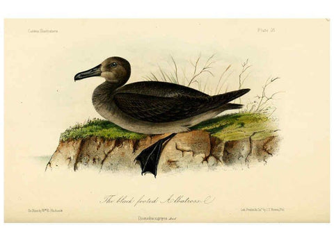 Reproducción/Reproduction 6306015499: Illustrations of the birds of California, Texas, Oregon, British and Russian America Philadelphia: :J.B. Lippincott & Co.,1862
