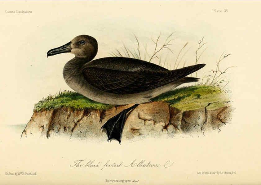 Reproducción/Reproduction 6306015499: Illustrations of the birds of California, Texas, Oregon, British and Russian America Philadelphia: :J.B. Lippincott & Co.,1862