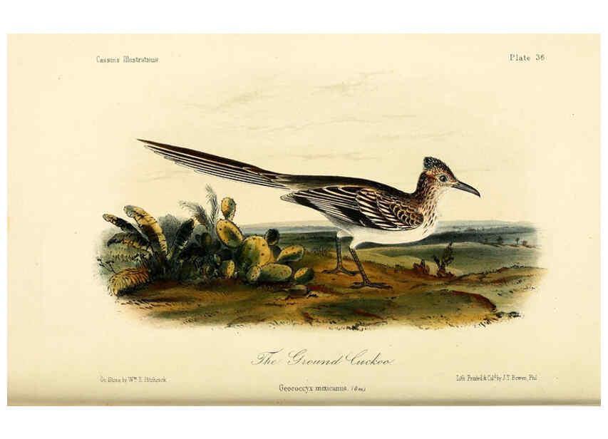 Reproducción/Reproduction 6306539332: Illustrations of the birds of California, Texas, Oregon, British and Russian America Philadelphia: :J.B. Lippincott & Co.,1862