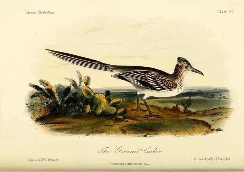 Reproducción/Reproduction 6306539332: Illustrations of the birds of California, Texas, Oregon, British and Russian America Philadelphia: :J.B. Lippincott & Co.,1862