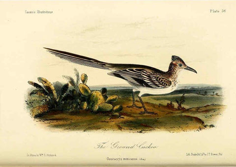 Reproducción/Reproduction 6306539332: Illustrations of the birds of California, Texas, Oregon, British and Russian America Philadelphia: :J.B. Lippincott & Co.,1862