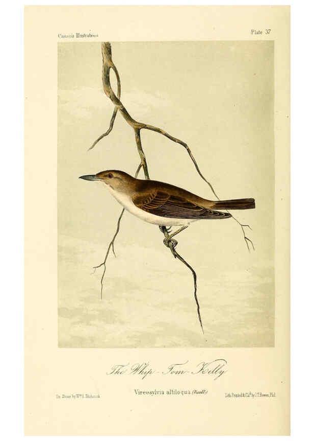 Reproducción/Reproduction 6306539566: Illustrations of the birds of California, Texas, Oregon, British and Russian America Philadelphia: :J.B. Lippincott & Co.,1862