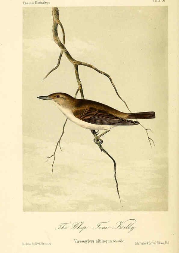 Reproducción/Reproduction 6306539566: Illustrations of the birds of California, Texas, Oregon, British and Russian America Philadelphia: :J.B. Lippincott & Co.,1862