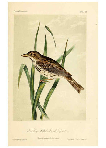 Reproducción/Reproduction 6306016247: Illustrations of the birds of California, Texas, Oregon, British and Russian America Philadelphia: :J.B. Lippincott & Co.,1862