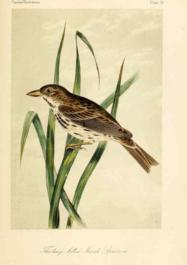 Reproducción/Reproduction 6306016247: Illustrations of the birds of California, Texas, Oregon, British and Russian America Philadelphia: :J.B. Lippincott & Co.,1862