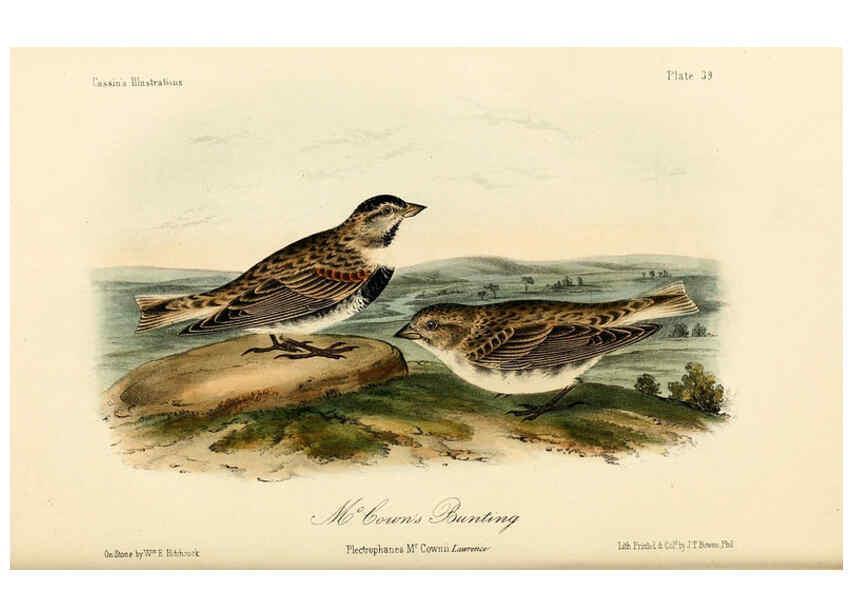 Reproducción/Reproduction 6306540062: Illustrations of the birds of California, Texas, Oregon, British and Russian America Philadelphia: :J.B. Lippincott & Co.,1862