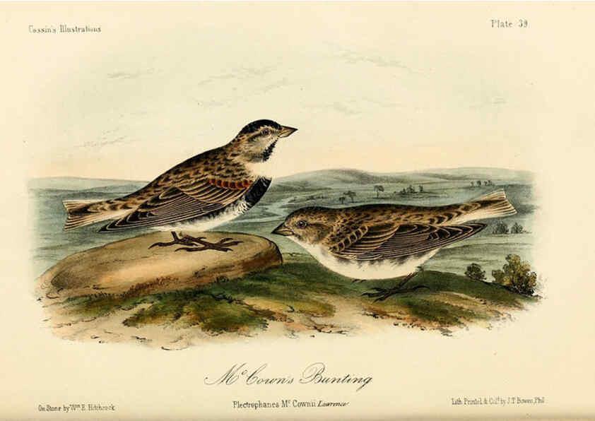 Reproducción/Reproduction 6306540062: Illustrations of the birds of California, Texas, Oregon, British and Russian America Philadelphia: :J.B. Lippincott & Co.,1862