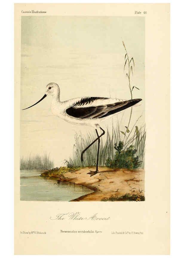Reproducción/Reproduction 6306540288: Illustrations of the birds of California, Texas, Oregon, British and Russian America Philadelphia: :J.B. Lippincott & Co.,1862