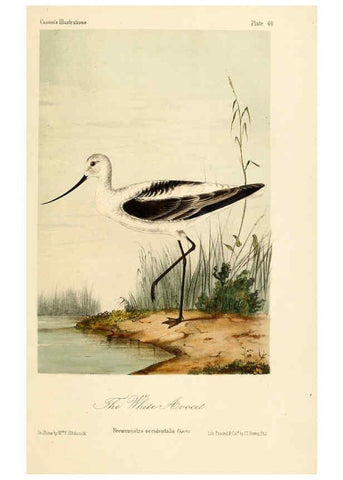 Reproducción/Reproduction 6306540288: Illustrations of the birds of California, Texas, Oregon, British and Russian America Philadelphia: :J.B. Lippincott & Co.,1862