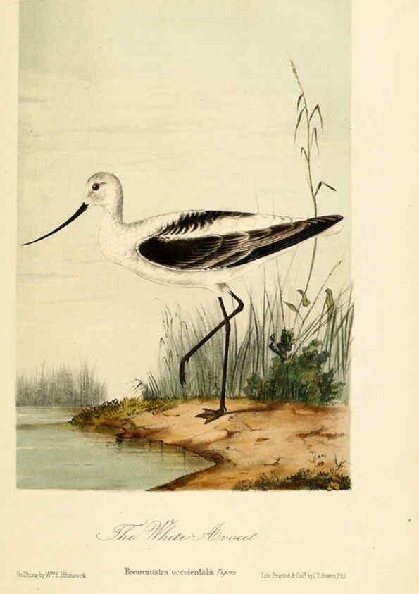 Reproducción/Reproduction 6306540288: Illustrations of the birds of California, Texas, Oregon, British and Russian America Philadelphia: :J.B. Lippincott & Co.,1862