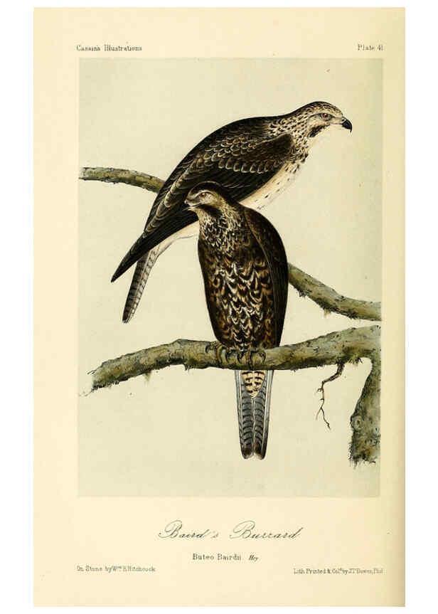 Reproducción/Reproduction 6306540536: Illustrations of the birds of California, Texas, Oregon, British and Russian America Philadelphia: :J.B. Lippincott & Co.,1862