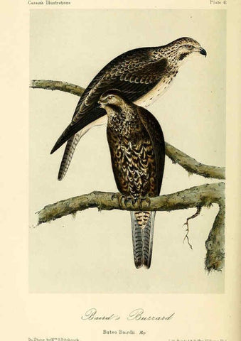 Reproducción/Reproduction 6306540536: Illustrations of the birds of California, Texas, Oregon, British and Russian America Philadelphia: :J.B. Lippincott & Co.,1862