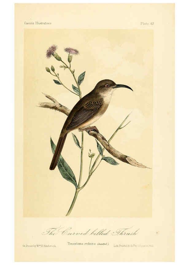 Reproducción/Reproduction 6306540778: Illustrations of the birds of California, Texas, Oregon, British and Russian America Philadelphia: :J.B. Lippincott & Co.,1862