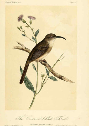 Reproducción/Reproduction 6306540778: Illustrations of the birds of California, Texas, Oregon, British and Russian America Philadelphia: :J.B. Lippincott & Co.,1862