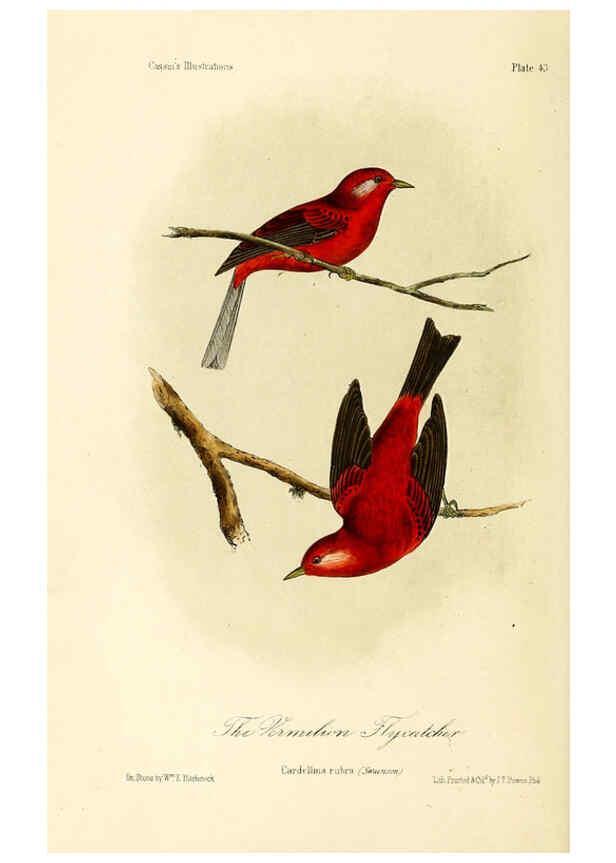 Reproducción/Reproduction 6306541004: Illustrations of the birds of California, Texas, Oregon, British and Russian America Philadelphia: :J.B. Lippincott & Co.,1862