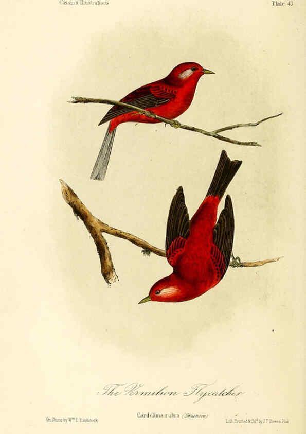 Reproducción/Reproduction 6306541004: Illustrations of the birds of California, Texas, Oregon, British and Russian America Philadelphia: :J.B. Lippincott & Co.,1862
