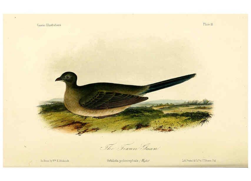 Reproducción/Reproduction 6306017587: Illustrations of the birds of California, Texas, Oregon, British and Russian America Philadelphia: :J.B. Lippincott & Co.,1862