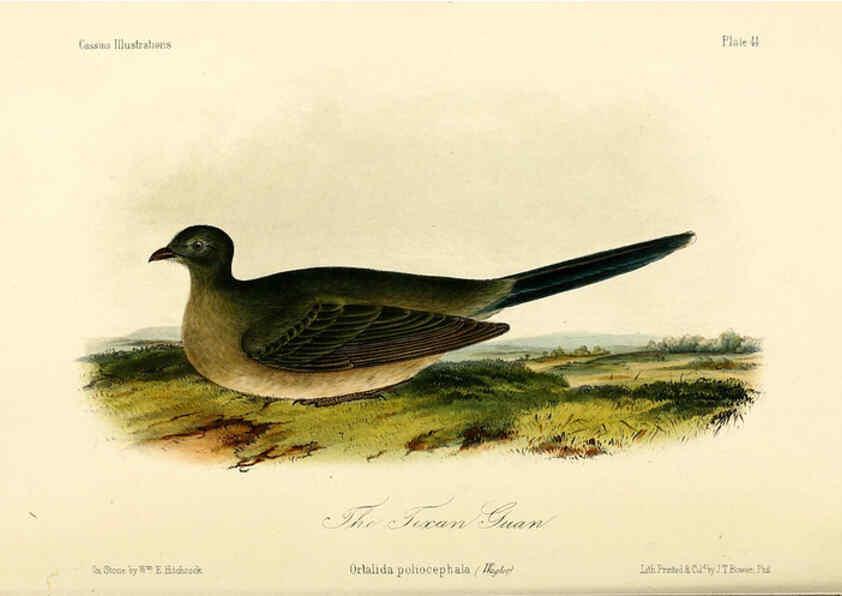 Reproducción/Reproduction 6306017587: Illustrations of the birds of California, Texas, Oregon, British and Russian America Philadelphia: :J.B. Lippincott & Co.,1862