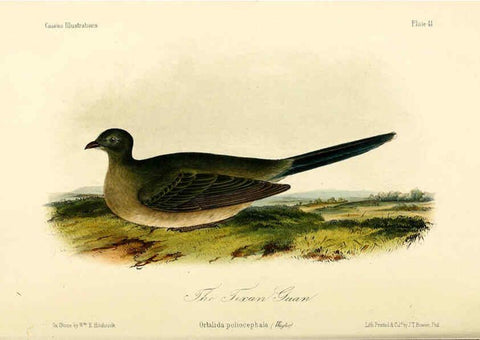 Reproducción/Reproduction 6306017587: Illustrations of the birds of California, Texas, Oregon, British and Russian America Philadelphia: :J.B. Lippincott & Co.,1862