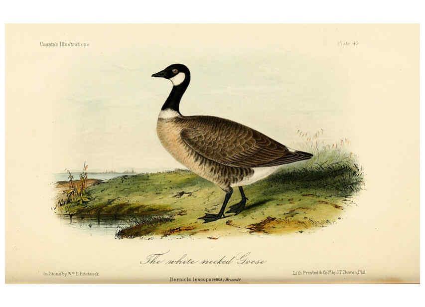 Reproducción/Reproduction 6306017859: Illustrations of the birds of California, Texas, Oregon, British and Russian America Philadelphia: :J.B. Lippincott & Co.,1862