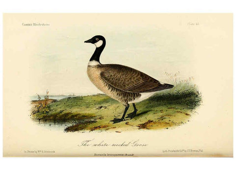 Reproducción/Reproduction 6306017859: Illustrations of the birds of California, Texas, Oregon, British and Russian America Philadelphia: :J.B. Lippincott & Co.,1862
