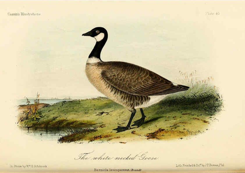 Reproducción/Reproduction 6306017859: Illustrations of the birds of California, Texas, Oregon, British and Russian America Philadelphia: :J.B. Lippincott & Co.,1862