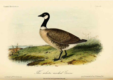 Reproducción/Reproduction 6306017859: Illustrations of the birds of California, Texas, Oregon, British and Russian America Philadelphia: :J.B. Lippincott & Co.,1862