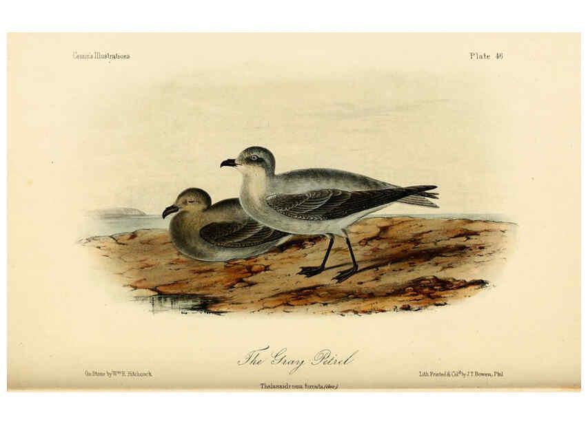 Reproducción/Reproduction 6306018071: Illustrations of the birds of California, Texas, Oregon, British and Russian America Philadelphia: :J.B. Lippincott & Co.,1862