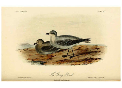 Reproducción/Reproduction 6306018071: Illustrations of the birds of California, Texas, Oregon, British and Russian America Philadelphia: :J.B. Lippincott & Co.,1862
