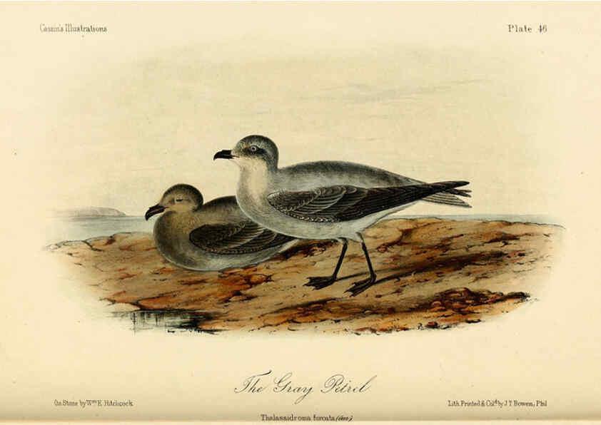 Reproducción/Reproduction 6306018071: Illustrations of the birds of California, Texas, Oregon, British and Russian America Philadelphia: :J.B. Lippincott & Co.,1862