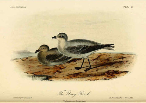 Reproducción/Reproduction 6306018071: Illustrations of the birds of California, Texas, Oregon, British and Russian America Philadelphia: :J.B. Lippincott & Co.,1862