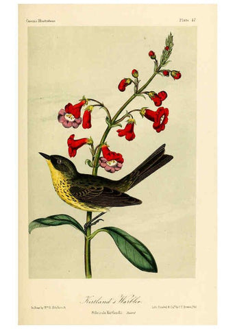 Reproducción/Reproduction 6306018583: Illustrations of the birds of California, Texas, Oregon, British and Russian America Philadelphia: :J.B. Lippincott & Co.,1862
